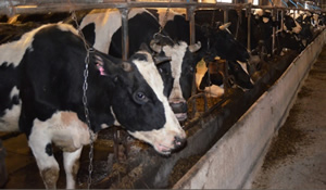 В Зарайском районе откроют новую современную молочную ферму